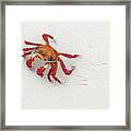 Sally Lightfoot Crab On The Beach Framed Print