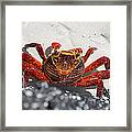 Sally Lightfoot Crab Framed Print