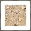 Sand And Sea Shells Framed Print