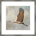 Sand Hill Crane Framed Print