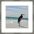 Sand, Water, Bird Framed Print