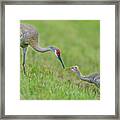 Sandhill Crane Feeding Chick Framed Print