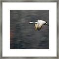 Sandhill Crane Flying Framed Print