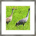 Sandhill Crane Mates Framed Print