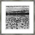 Sandhill Cranes #4754, Muleshoe Wildlife Refuge, Texas Framed Print