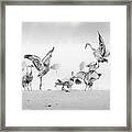Sandhill Cranes In Morning Framed Print