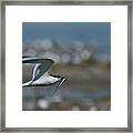 Sandwich Tern Flying With Fish Prey, Noirmoutier Island Framed Print