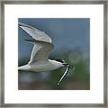 Sandwich Tern In Flight With A Fish In Its Beak, Vendee Framed Print