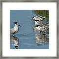 Sandwich Tern Noirmoutier Island, Vendee, France Framed Print