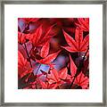 Sangria Red Japanese Maple Leaves On Ce Soir Framed Print