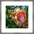Sara Tree Or Cannonball Tree Flower And Buds Dthn0264 Framed Print