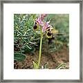 Sawfly Orchid Framed Print