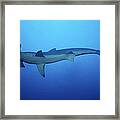 Scalloped Hammerhead Shark,sphyrna Framed Print