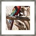 Scarlet Macaw On A Piece Of Wood In A Zoo Framed Print