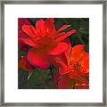 Scarlet Roses Framed Print