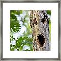 Scary Face In Tree Trunk - Brevard Framed Print