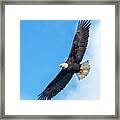 Screaming Eagle #2 Framed Print