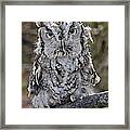Screech Owl Framed Print