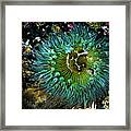 Sea Anemone I Framed Print