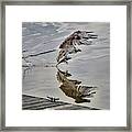 Osprey With Fish At The Marina Framed Print