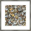 Sea Shells Framed Print