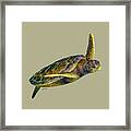 Sea Turtle 2-solid Background Framed Print