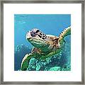 Sea Turtle, Hawaii Framed Print