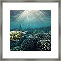 Sea Turtle Over Corals Framed Print