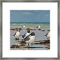 Seagull At Holbox, Mexico Framed Print