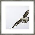 Seagull In Flight Framed Print