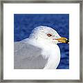 Seagull In Paradise Framed Print