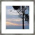 Seagull Sunset At Catawba Framed Print