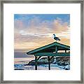 Seagull Welcomes The Day Framed Print