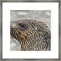 Seal Of Approval Framed Print