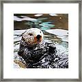 Searchin' For Urchins Framed Print
