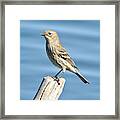 Seaside Sparrow Framed Print