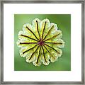 Seed Capsule Opium Poppy Framed Print