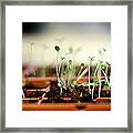 Seedlings Growing In Small Tray Framed Print