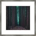 Sequoia Redwood Forest 9821 Framed Print