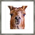 Seriously Llama Framed Print