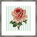 Shades Of Coral Painted Rose Framed Print