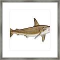 Shark With Clipping Path Framed Print