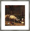 Sheep And Chickens In A Barn Framed Print