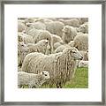 Sheep Grazing In Grassy Field Framed Print