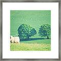 Sheep In Field, Devon, Uk Framed Print