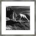 Sheep In The Mountains Framed Print