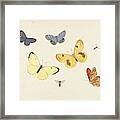 Sheet Of Studies With Five Butterflies Framed Print