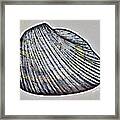 Shell Study Framed Print