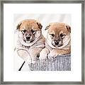 Shiba Inu Puppies In Aluminum Tub Framed Print