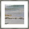 Shorebird Framed Print